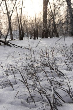 Kurumuş çiçek ve çimenler güneşin arka planına kar serpiştirilmiş kışın sıcak gölgelerde.
