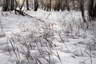 Kurumuş çiçek ve çimenler güneşin arka planına kar serpiştirilmiş kışın sıcak gölgelerde.