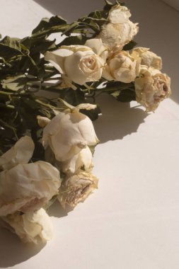 Güneşli bir günde beyaz bir pencere eşiğinde beyaz bir gül.