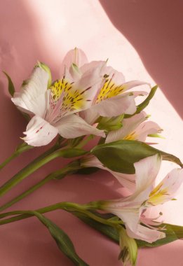 Güneşli bir günde pencere kenarındaki güzel alstroemeria çiçekleri