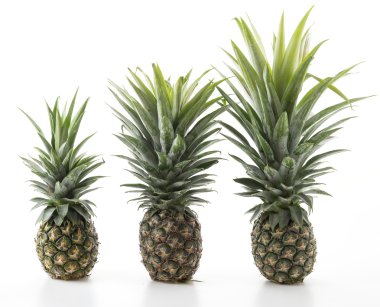 Beyaz arkaplanda taze ananas