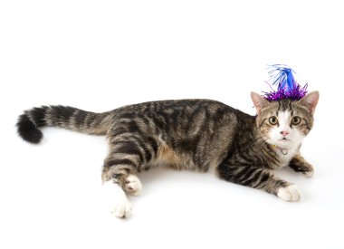 parti şapkası ile kedi