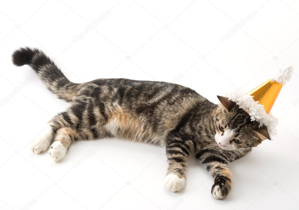 Chat Avec Chapeau De Fete Image Libre De Droit Par Topntp C