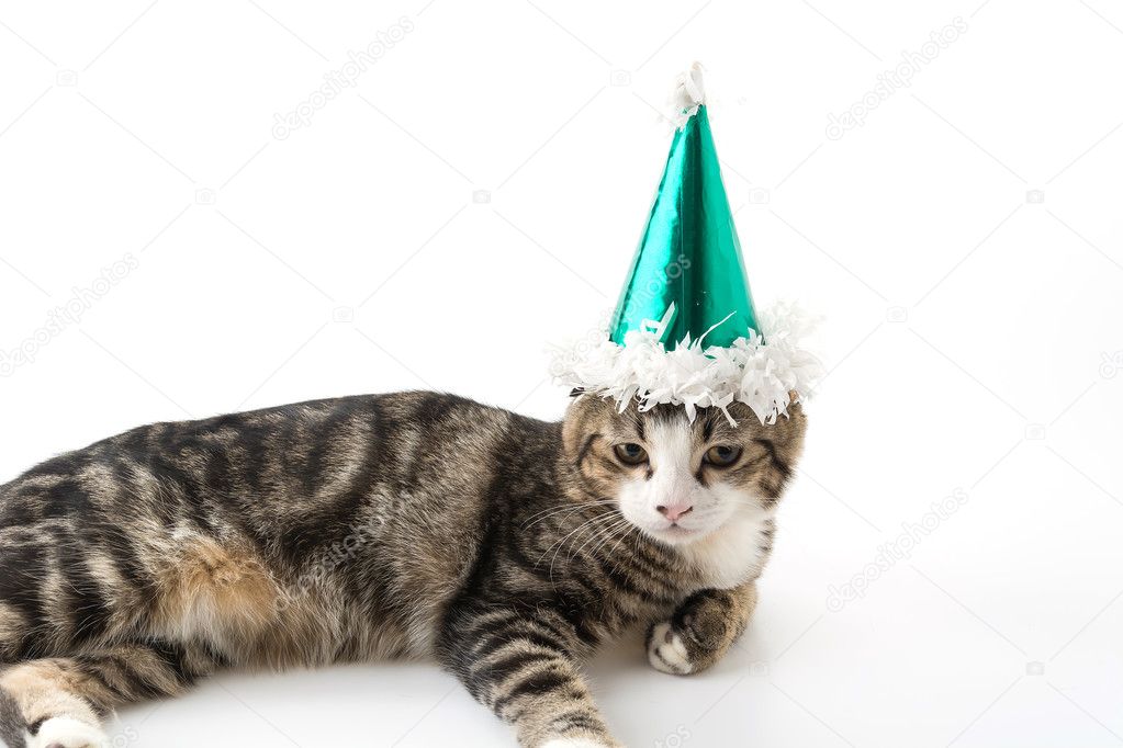 cat with party hat