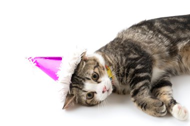 parti şapkası ile kedi