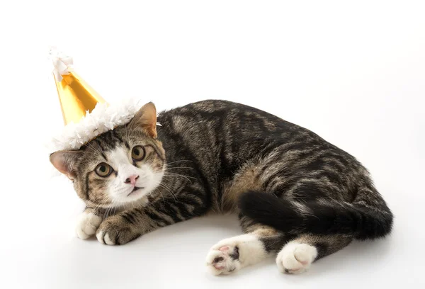 Gato con sombrero de fiesta —  Fotos de Stock