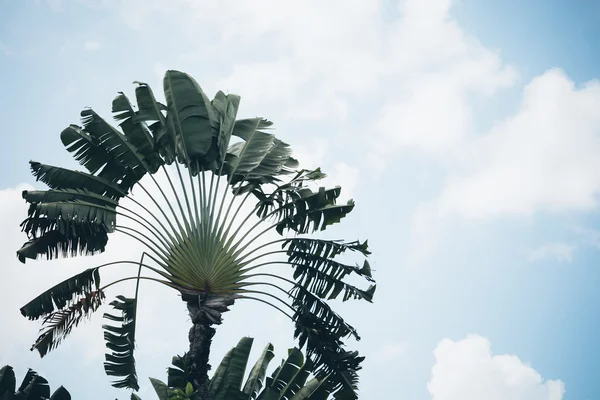 Plátano con cielo azul — Foto de Stock