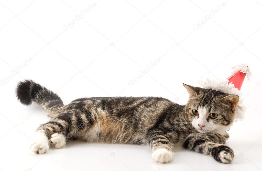 Buyuk Ingiliz Parti Kedi Stok Fotograflari Freeimages Com