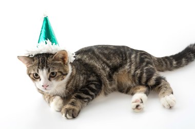 parti şapkası ile kedi