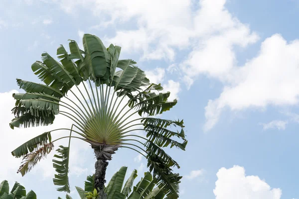 香蕉树与蓝蓝的天空 — 图库照片