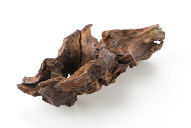 Beyaz arka plan üzerinde güzel günlüğü