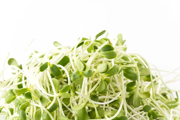 Sunflower Sprouts on white background — Stock Photo, Image