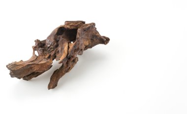 Beyaz arka plan üzerinde güzel günlüğü