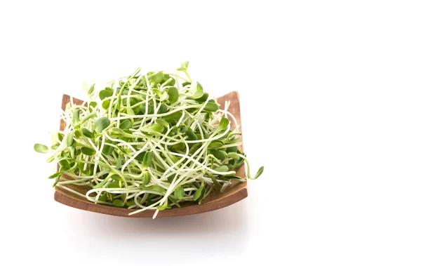 Sunflower Sprouts on white background — Stock Photo, Image