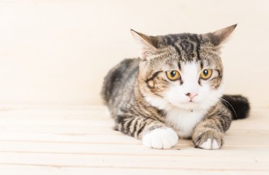 ahşap arka plan üzerinde Gri kedi