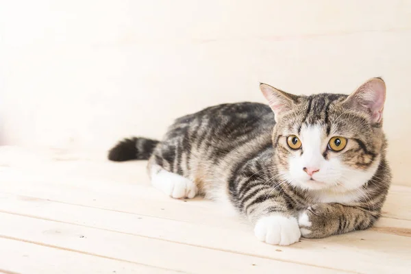 Graue Katze auf Holz — Stockfoto