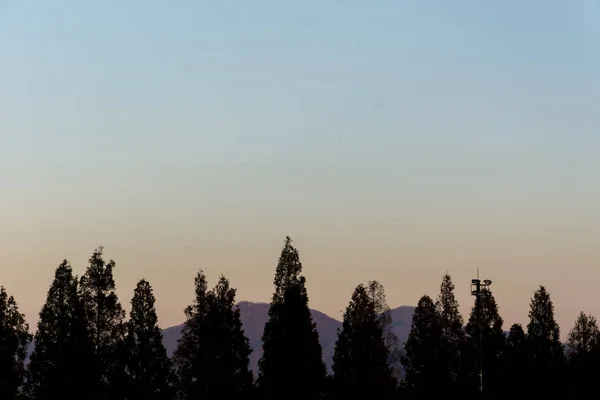 아름 다운 하늘 실루엣 나무 — 스톡 사진