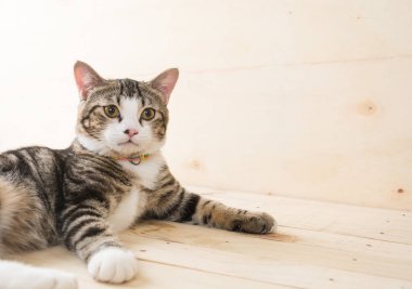 ahşap arka plan üzerinde Gri kedi