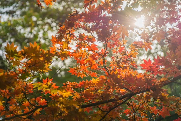 夕阳的光线透过红色秋天枫树叶 — 图库照片
