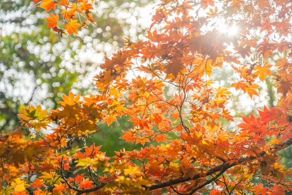 Сонячне світло крізь червоне осіннє кленове листя — стокове фото