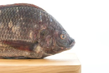 Siyah tilapia veya Tilapia