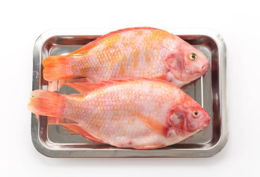 Beyaz arkaplanda Kırmızı Tilapia
