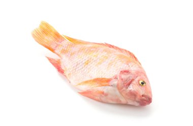 Beyaz arkaplanda Kırmızı Tilapia