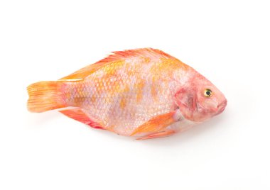 Beyaz arkaplanda Kırmızı Tilapia