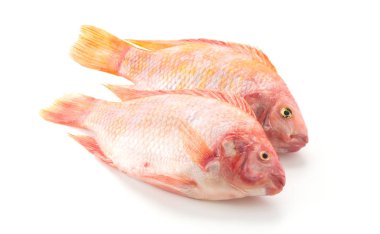 Beyaz arkaplanda Kırmızı Tilapia