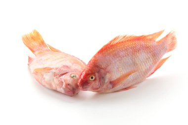 Beyaz arkaplanda Kırmızı Tilapia