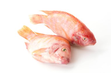 Beyaz arkaplanda Kırmızı Tilapia