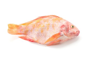 Beyaz arkaplanda Kırmızı Tilapia