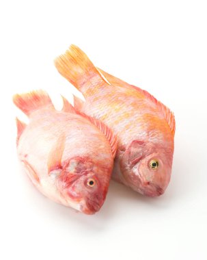 Beyaz arkaplanda Kırmızı Tilapia