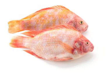Beyaz arkaplanda Kırmızı Tilapia