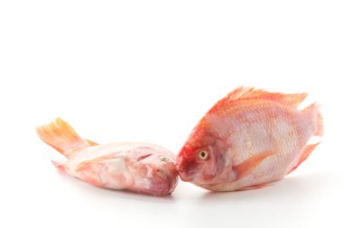 Beyaz arkaplanda Kırmızı Tilapia