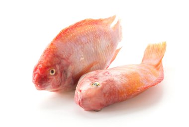 Beyaz arkaplanda Kırmızı Tilapia
