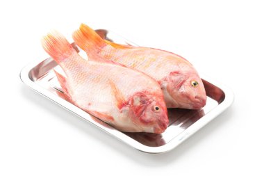 Beyaz arkaplanda Kırmızı Tilapia