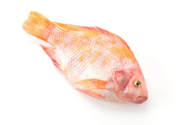 Röd Tilapia på vit bakgrund — Stockfoto