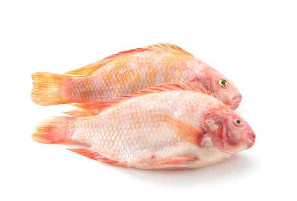 Tilapia vermelha sobre fundo branco — Fotografia de Stock