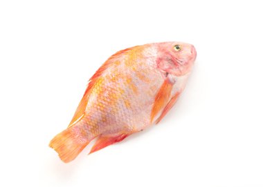 Beyaz arkaplanda Kırmızı Tilapia