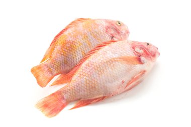 Beyaz arkaplanda Kırmızı Tilapia