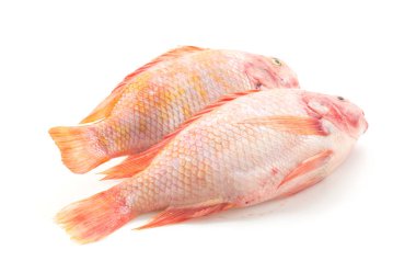 Beyaz arkaplanda Kırmızı Tilapia