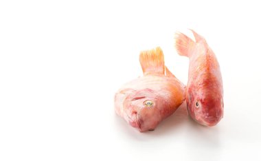 Beyaz arkaplanda Kırmızı Tilapia