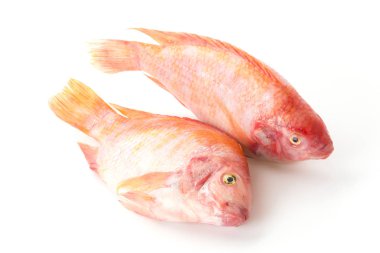 Beyaz arkaplanda Kırmızı Tilapia