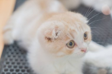 Bebek kedi - stili fotoğraf işleme ışık vintage filtre efekti