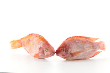 Beyaz arkaplanda Kırmızı Tilapia