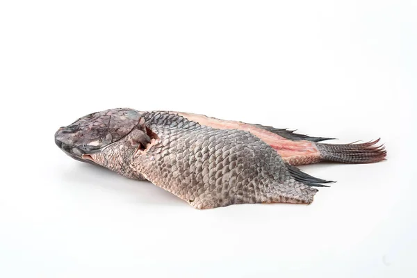 Röd Tilapia på vit bakgrund — Stockfoto