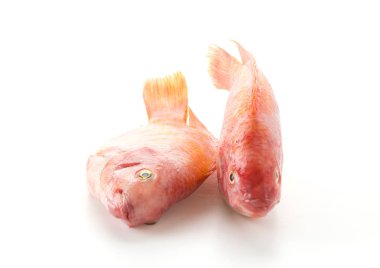 Beyaz arkaplanda Kırmızı Tilapia