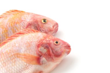 Beyaz arkaplanda Kırmızı Tilapia