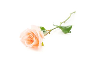 Beyaz arka plan üzerinde Mercan gül